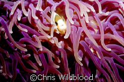 Pretty in pink. by Chris Wildblood 